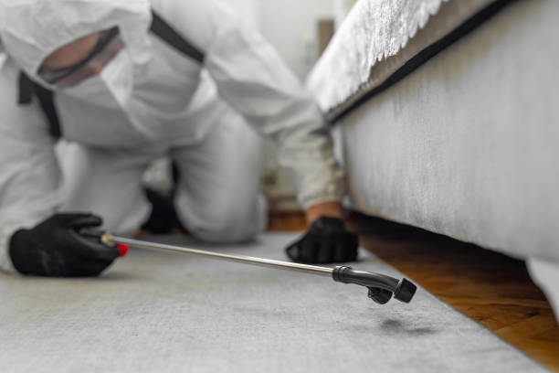 Professional Bed Bug Control technician working in Mexico, MO